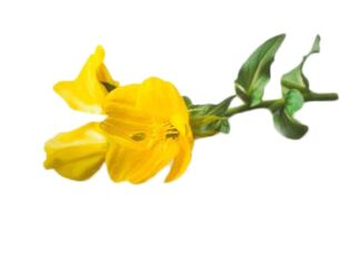 Reduslim'de çuha çiçeği yağı