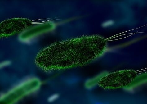 gastritin nedeni bir bakteridir - Helicobacter